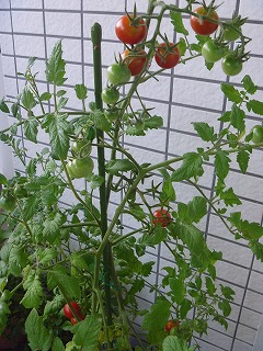 c0164603_1553877.jpg