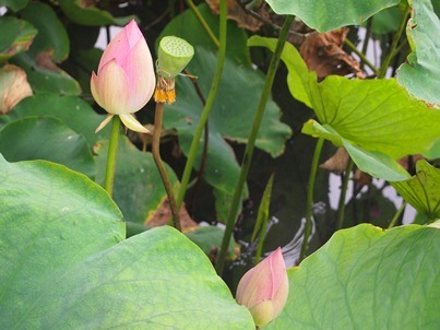 鶴岡八幡宮のハス(2012.07.20)_e0245404_179101.jpg