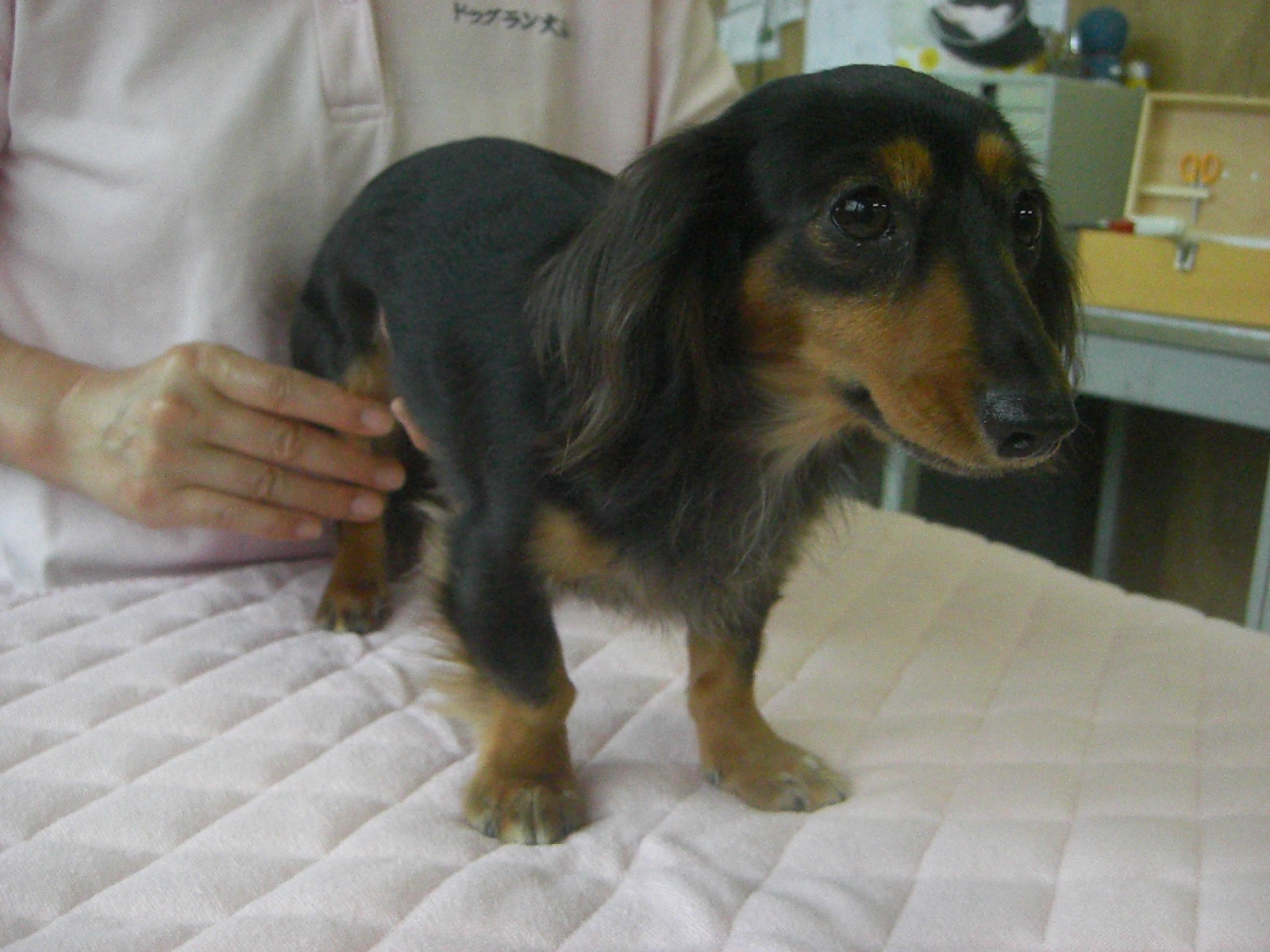 犬のお灸 マッサージ始めました ドッグラン大仙の日々 犬のお灸 マッサージ始めました ドッグラン大仙の日々