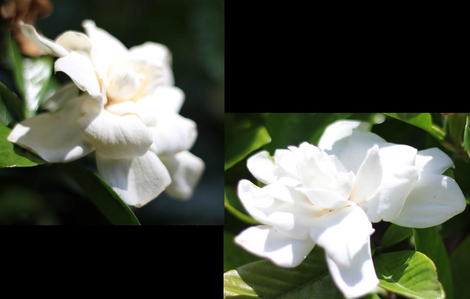 クチナシの花 丸山ゼミ日記