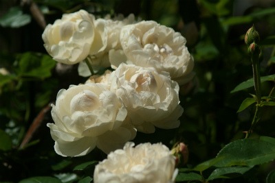 f0170524_18212550.jpg