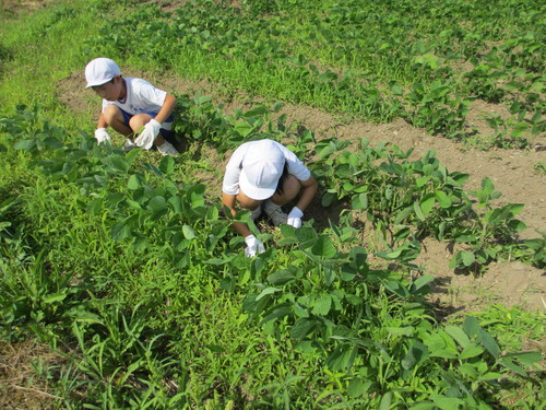 暑い中大豆の草取りです。_e0061225_17235579.jpg