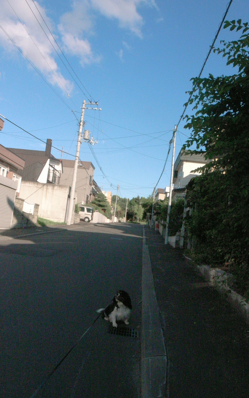 今日も過しやすい日。_c0051132_2054587.jpg