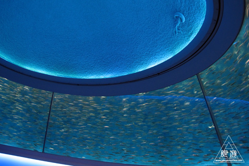 244 Monterey Bay Aquarium ~モントレーベイ水族館~_c0211532_17532180.jpg