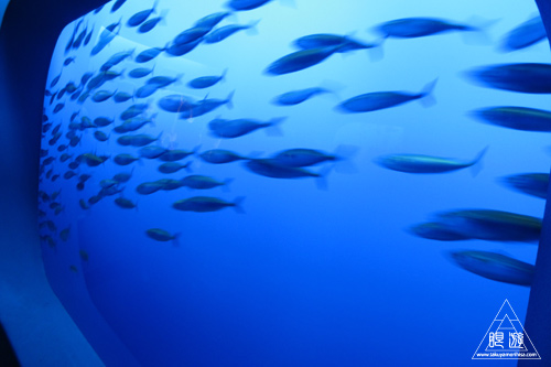 244 Monterey Bay Aquarium ~モントレーベイ水族館~_c0211532_17535618.jpg