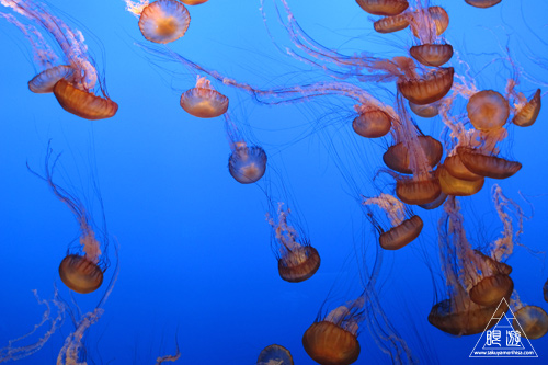 244 Monterey Bay Aquarium ～モントレーベイ水族館～_c0211532_1824698.jpg