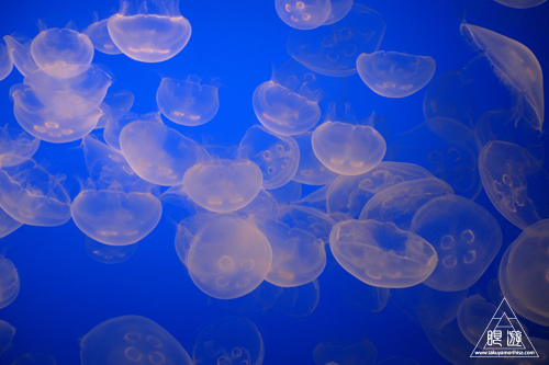 244 Monterey Bay Aquarium ~モントレーベイ水族館~_c0211532_18253100.jpg