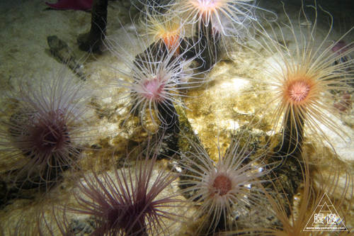 244 Monterey Bay Aquarium ~モントレーベイ水族館~_c0211532_18593573.jpg