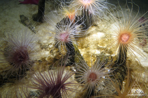 244 Monterey Bay Aquarium ～モントレーベイ水族館～_c0211532_18593573.jpg