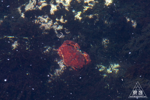 244 Monterey Bay Aquarium ~モントレーベイ水族館~_c0211532_20263285.jpg