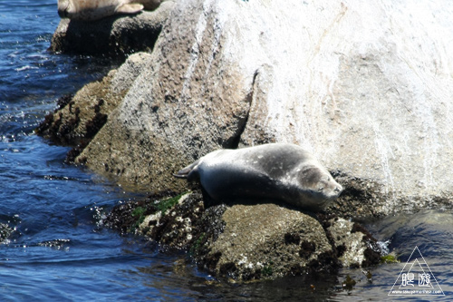 244 Monterey Bay Aquarium ~モントレーベイ水族館~_c0211532_21273152.jpg