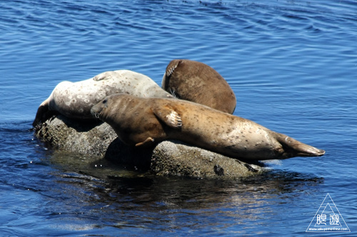 244 Monterey Bay Aquarium ~モントレーベイ水族館~_c0211532_2128262.jpg