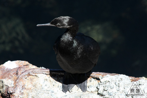 244 Monterey Bay Aquarium ~モントレーベイ水族館~_c0211532_21292151.jpg