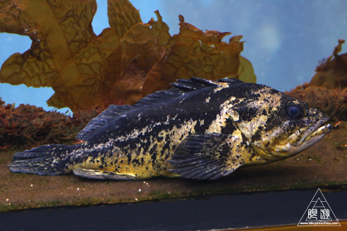 244 Monterey Bay Aquarium ~モントレーベイ水族館~_c0211532_23523159.jpg