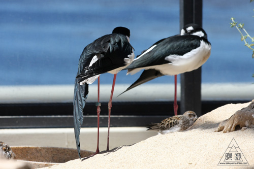 244 Monterey Bay Aquarium ~モントレーベイ水族館~_c0211532_23542814.jpg