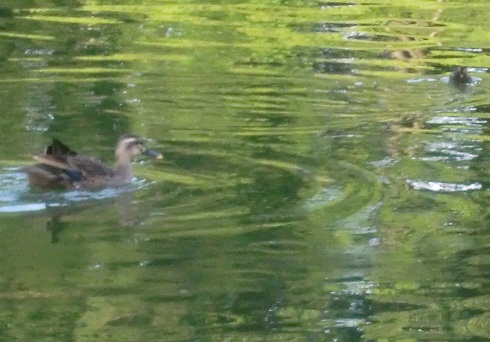c0221732_1242616.jpg