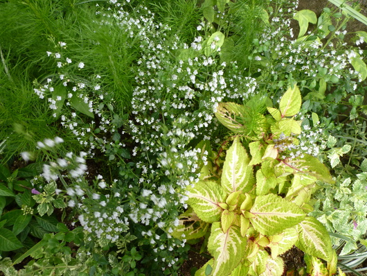 7月の裏花壇_a0228333_23545011.jpg