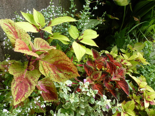7月の裏花壇_a0228333_23555713.jpg