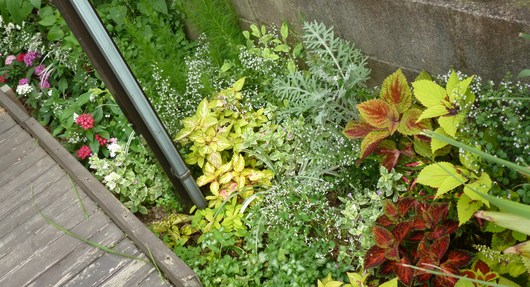 7月の裏花壇_a0228333_23582218.jpg