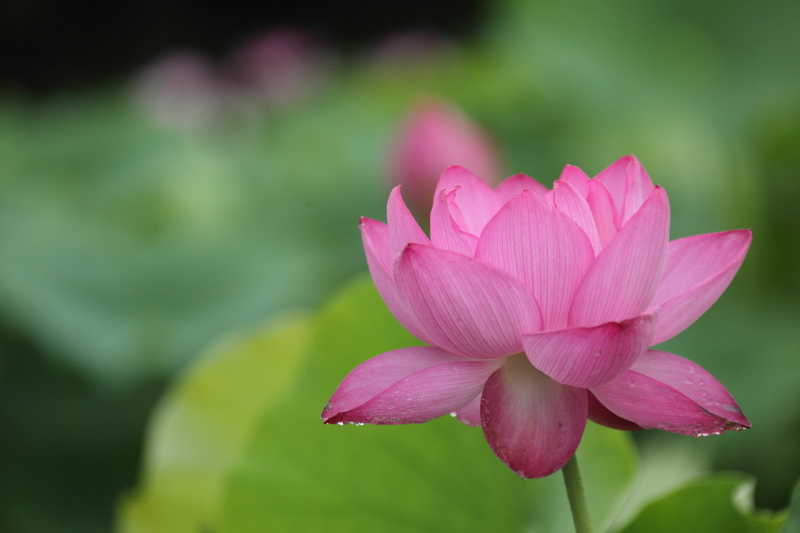 植物よりも動物・昆虫の方が好きなんです…_b0016940_174442.jpg