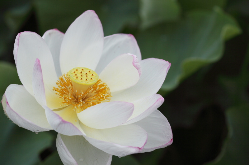 植物よりも動物・昆虫の方が好きなんです…_b0016940_1744513.jpg