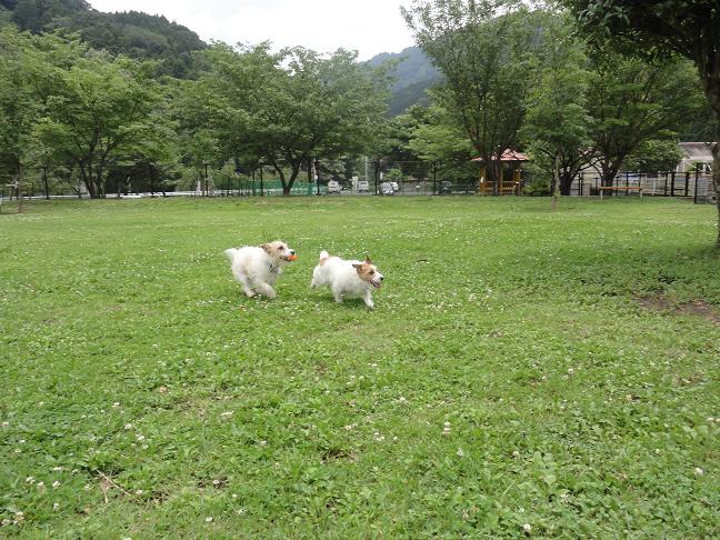 今年の梅雨を振り返ると_c0156345_19583596.jpg