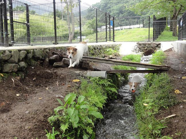 今年の梅雨を振り返ると_c0156345_19594254.jpg