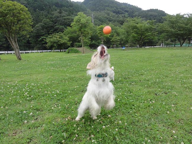 今年の梅雨を振り返ると_c0156345_201459.jpg