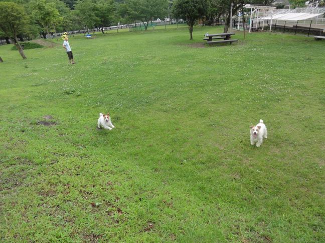 今年の梅雨を振り返ると_c0156345_2015186.jpg