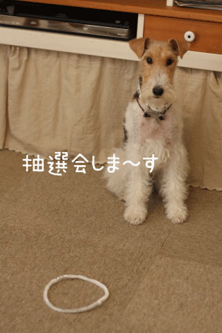 c0136547_22515645.gif