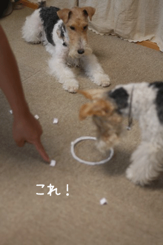 c0136547_2252326.gif