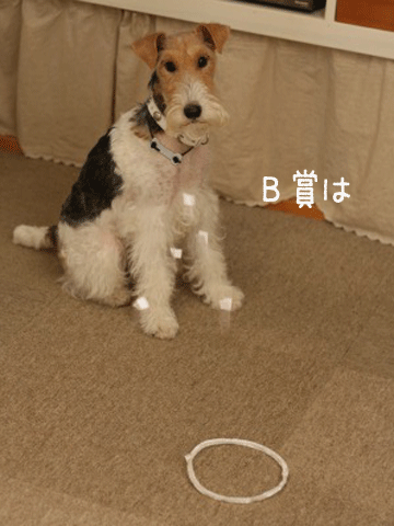 c0136547_22525088.gif