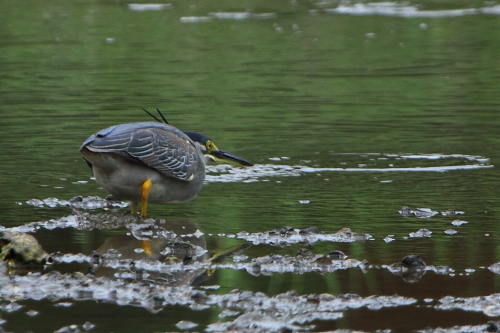 ★先週末の鳥類園(2012.7.14~16)_e0046474_16315391.jpg