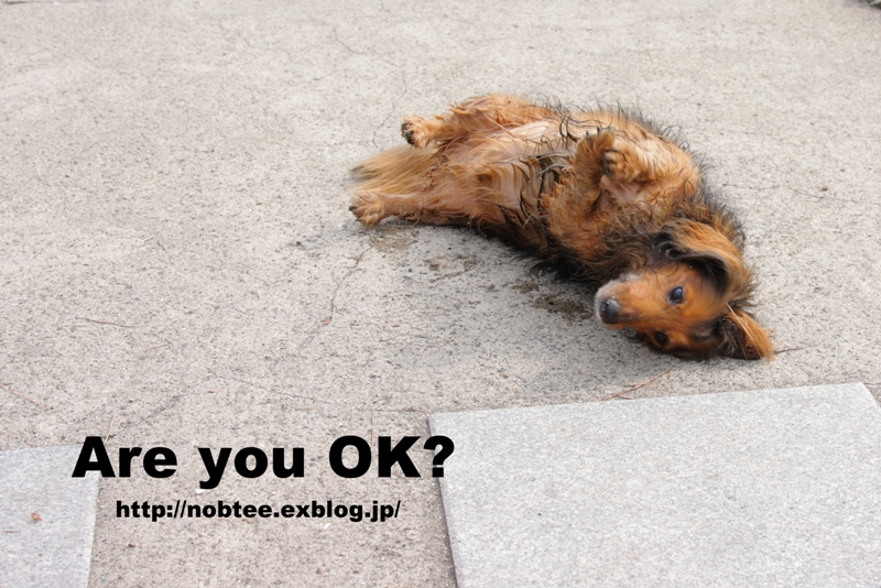 アーユーオーケー 無垢な犬ほどよく眠る