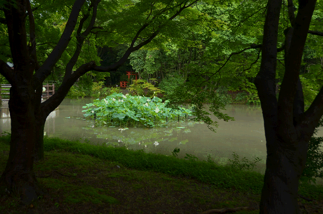 a0275782_20455859.gif