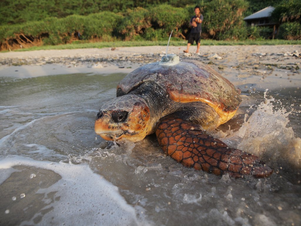 7/19 アルゴス発信機装着アカウミガメ旅立ち_a0010095_1475179.jpg