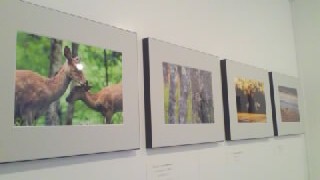 上村知弘写真展「きたのいきもの」始まりました!_e0132895_15432459.jpg