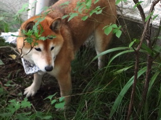 夏も元気いっぱいの柴犬_c0221299_840489.jpg