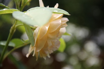 a0123003_959627.jpg