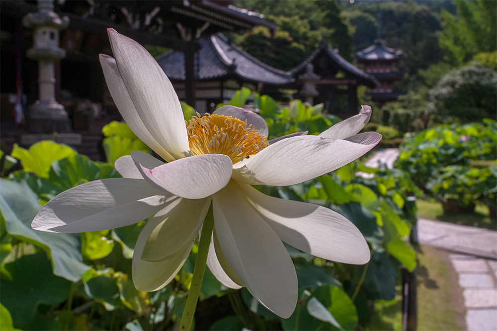 西国三十三所・第十番札所・三室戸寺(3)_b0221605_9361831.jpg