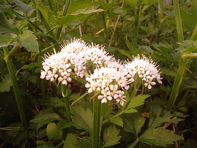 芹 セリ の花と土用の時季の天気 徳ちゃん便り