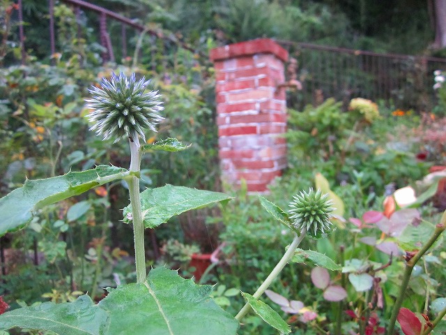 ようやく咲きました～～！カサブランカの花が・・・・・_d0172010_20222130.jpg