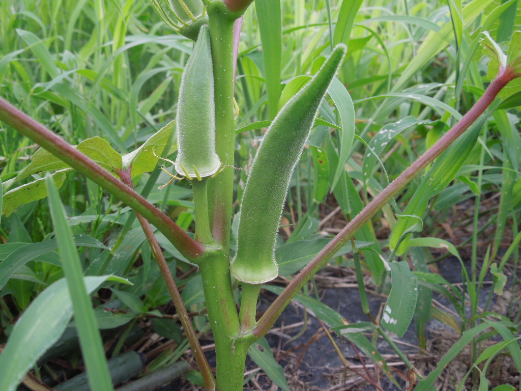 「オクラ 収穫-2012」_a0120513_18581648.jpg