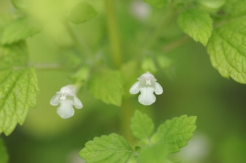 ミントの花 ひとりごと