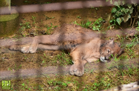 7月14日の動物たち_a0230833_13241010.jpg