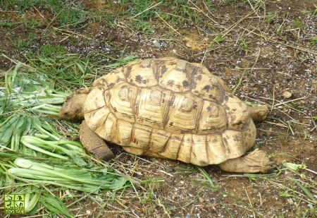 7月14日の動物たち_a0230833_1327892.jpg