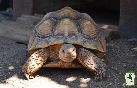 7月14日の動物たち_a0230833_1423123.jpg