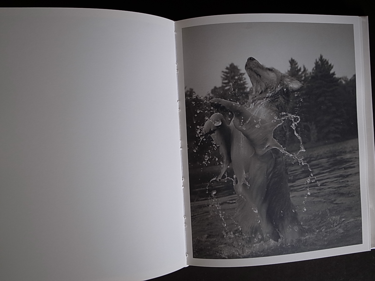 BEAR POND / Bruce Weber Books & Things