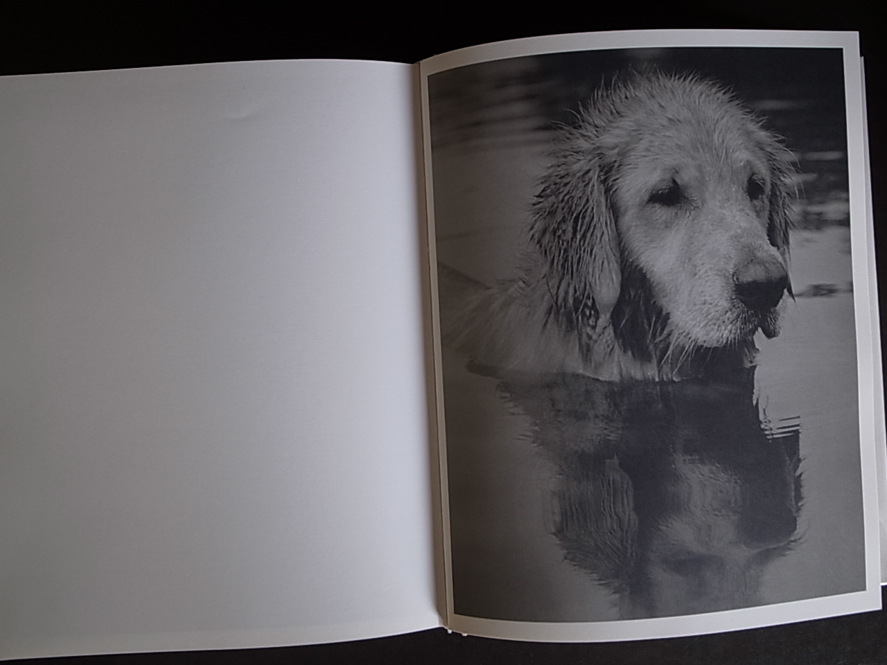 BEAR POND / Bruce Weber Books & Things