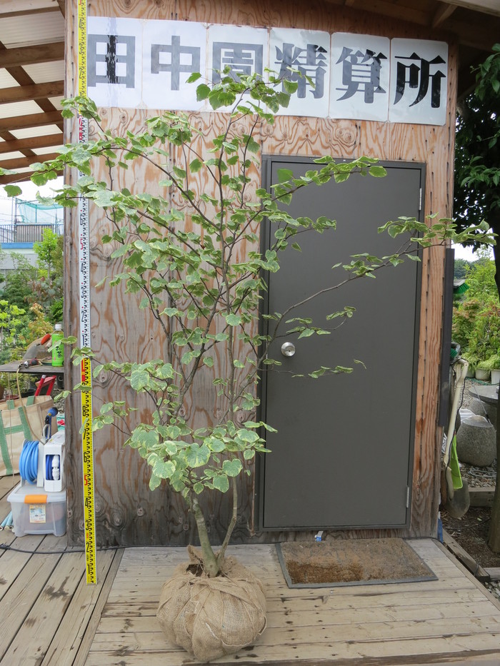 エナニシキ 斑入り マルバノキ 恵那錦 白覆輪 販売 画像 写真 値段 価格 庭木 安行 植木_a0254743_16462863.jpg